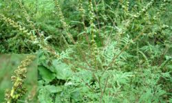AMBROZIA – PLANTĂ ALERGICĂ