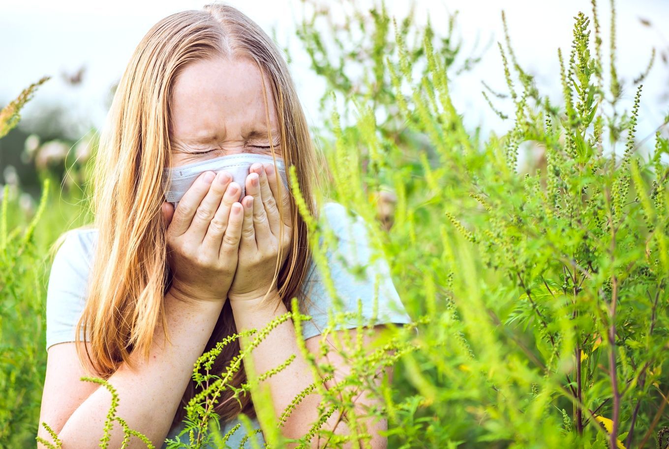 Read more about the article Cum ne protejăm de alergiile provocate de ambrozie?